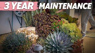 3 Year Succulent Maintenance in Encinitas