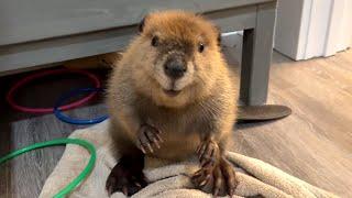 Beaver sounds like human baby