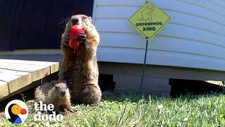 Guy Builds Veggie Garden For Family Of Groundhogs | The Dodo