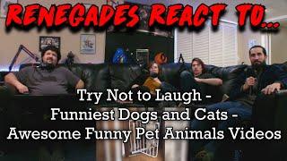 Renegades React to... Try Not to Laugh -  Funniest  Dogs  Cats - Awesome Funny Pet Animals Videos