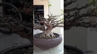 Bonsai anting putri mame#pamnas #pamerandankontesbonsai #bonsai #tanaman #pameranbonsai