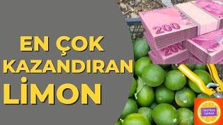 En ÇOK Kazandıran Limon '' Laym misket '' #tropikaltopraktv lime limon. misket limon