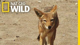 Jackal on the Hunt | Gangster Jackals