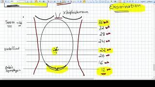 Fundal Height of the Uterus