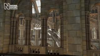 The Museum is changing | Natural History Museum