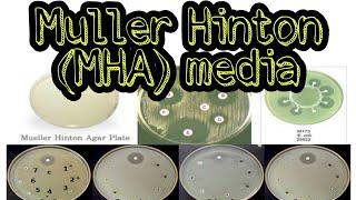 Muller Hinton (MH) media: culture media lecture 4