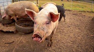 The Time Has Come To Say Goodbye | How Much Did The Pigs Weigh? | Raising Pigs In A Pond