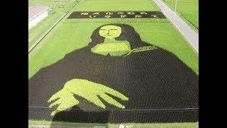 The Rice Field Art Of Japan