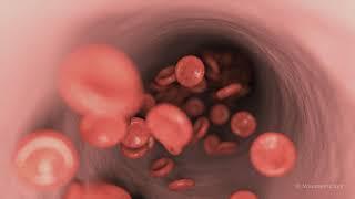 Red blood cells flowing inside vein (internal view)