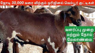 Original Vembur sheep breed in Tamilnadu | The Big Horn Sheep in India | Big Vembur Exclusive Video