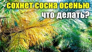 Сохнет хвоя у сосны в сентябре! Что делать? Сезонное опадание хвои у сосны. Хвоепад, у вечнозеленых