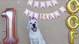 My Labrador's 1st Birthday!!