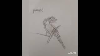 parrot.  by ahmad craetions