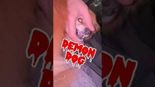 Be Afraid of the Demon Dog #cutepomeranians #funnydogs #demondog #hellhound #pomeranian #possesed