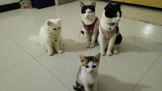 Everyday so funny, suara kucing Lucu