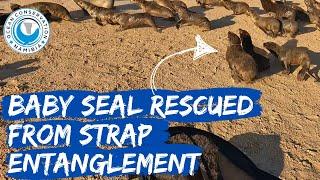 Baby Seal Rescued From Strap Entanglement