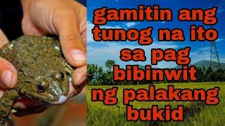 palakang bukid sounds. tunog para lumapit ang palakang bukid sa pag bibinwit