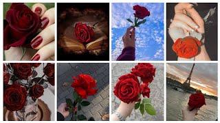 Red Rose Picture Flower Dp Red Rose Status Picture  Story 