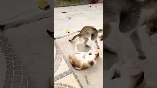 Pussy Cat |Cat Sound| Cute Cat Videos #shorts #cat #cats#viral #shortvideo #trending #youtubeshorts