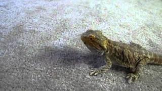 Bearded dragon eating hornworms