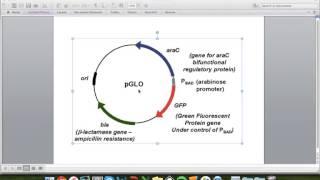 pGLO Plasmid Functions