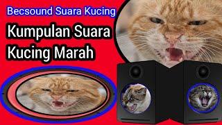 BECSOUND SUARA KUCING UNIK DAN MENARIK