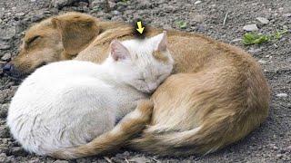 The Cat and Dog Embraced, Knowing it was Their Last Moments