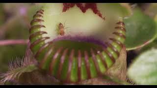 Carnivorous Plants = The Perfect Hunters