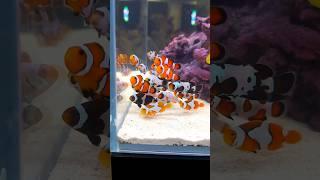 Most Beautiful Clownfish EVER #Shorts