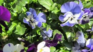 How to Care for  Viola Flowers