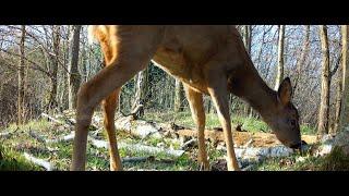 Roe deer doe eating fresh spring shoots