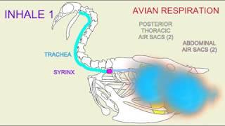 avian respiration