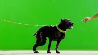 Dog Green Screen | Dog Green Screen Barking | Dog Green Screen HD