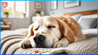 20 Hours of Calming Dog Music  Separation Anxiety & Stress Relief  Relaxing Sounds for Deep Sleep