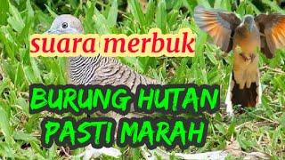 Suara merbuk kampung,sesuai untuk panggil burung hutan