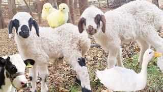 learn about adorable animals , Duck Sound , Sheep , Baby Cow , Chicken ,Animal Sound , lambs