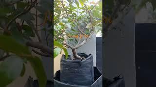 Bonsai pucuk merah mame habis pruning #shorts #bonsai