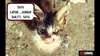 Pesan tersembunyi yang dibawa kucing dari Allah saat mendatangi manusia