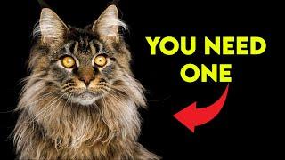 These Are The BEST REASONS To Get a Maine Coon Cat!