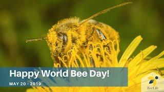 Happy World Bee Day from BeeLife!