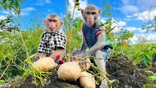 Monkey Bim Bim's family went to harvest jicama deliciously