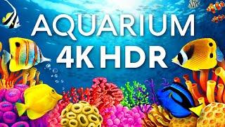 The Best Aquarium in 4K HDR  Calm & Relaxing Coral Reef Aquarium - Relaxing Tv Art Screensaver