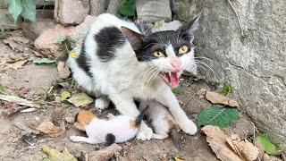 This Aggressive Mother Cat Lost already One Kitten, thinking We'll Steal Her Remaining Kittens!