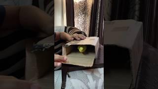 Unboxing of New Hand Tamed Budgie Parrot #budgies #parrot