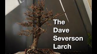 Dave Severson's Larch:  Dave's Bonsai Episode 385