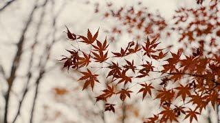 Late Autumn walk | FX3 TEST SHOOT and 16:10 ASPECT RATIO TEST