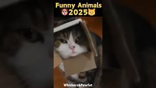 Funny Animals 2025: Hilarious Moments of Dogs and Cats 