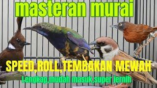 masteran murai kombinasi super mewah