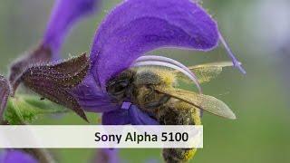 Sony Alpha 5100 - DSLM im Test | #VTUrlaubsvertretung