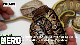 Understanding Double Beast Ball Python Genetics-Ball Python Genetics and Markings Explained